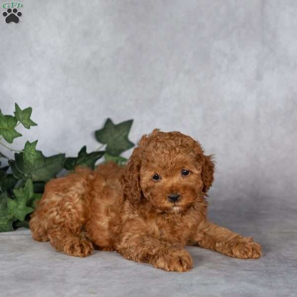 Flynn, Miniature Poodle Puppy